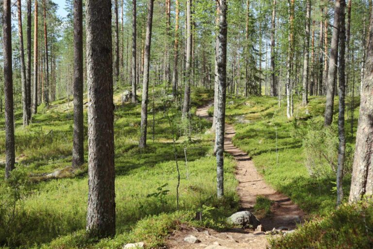 Uiton kierto Tiilikkajärven kansallispuistossa